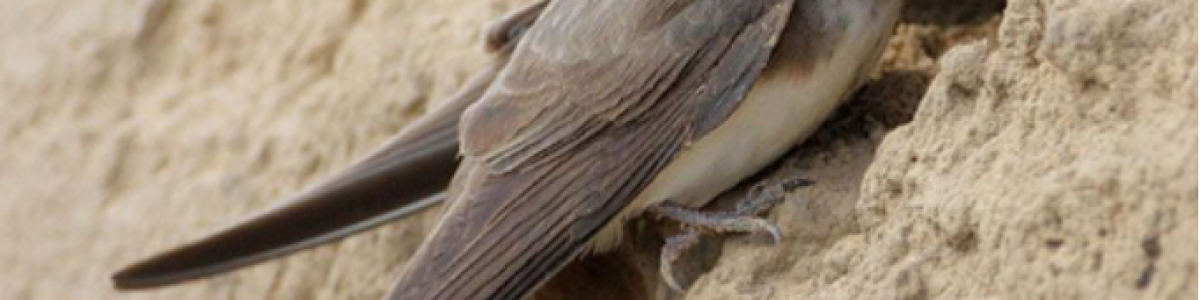 Triển vọng và quy hoạch nuôi chim yến tại Việt Nam